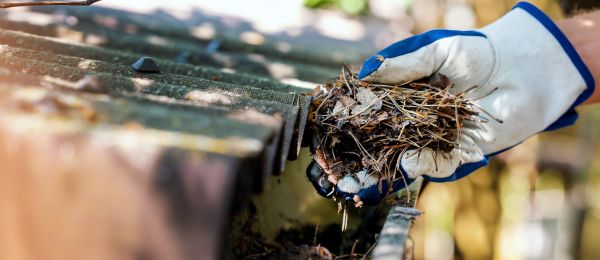 Pine Needle Gutter Cleaning in Santa Maria